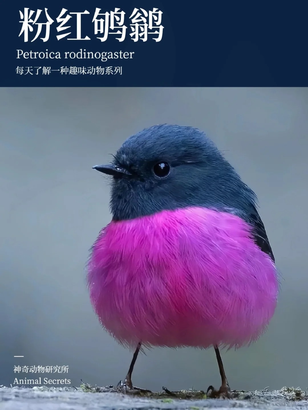 每天了解一种趣味动物👀粉红鸲鹟（qú wēng）
🌿中文名：粉红鸲鹟
🌿拉