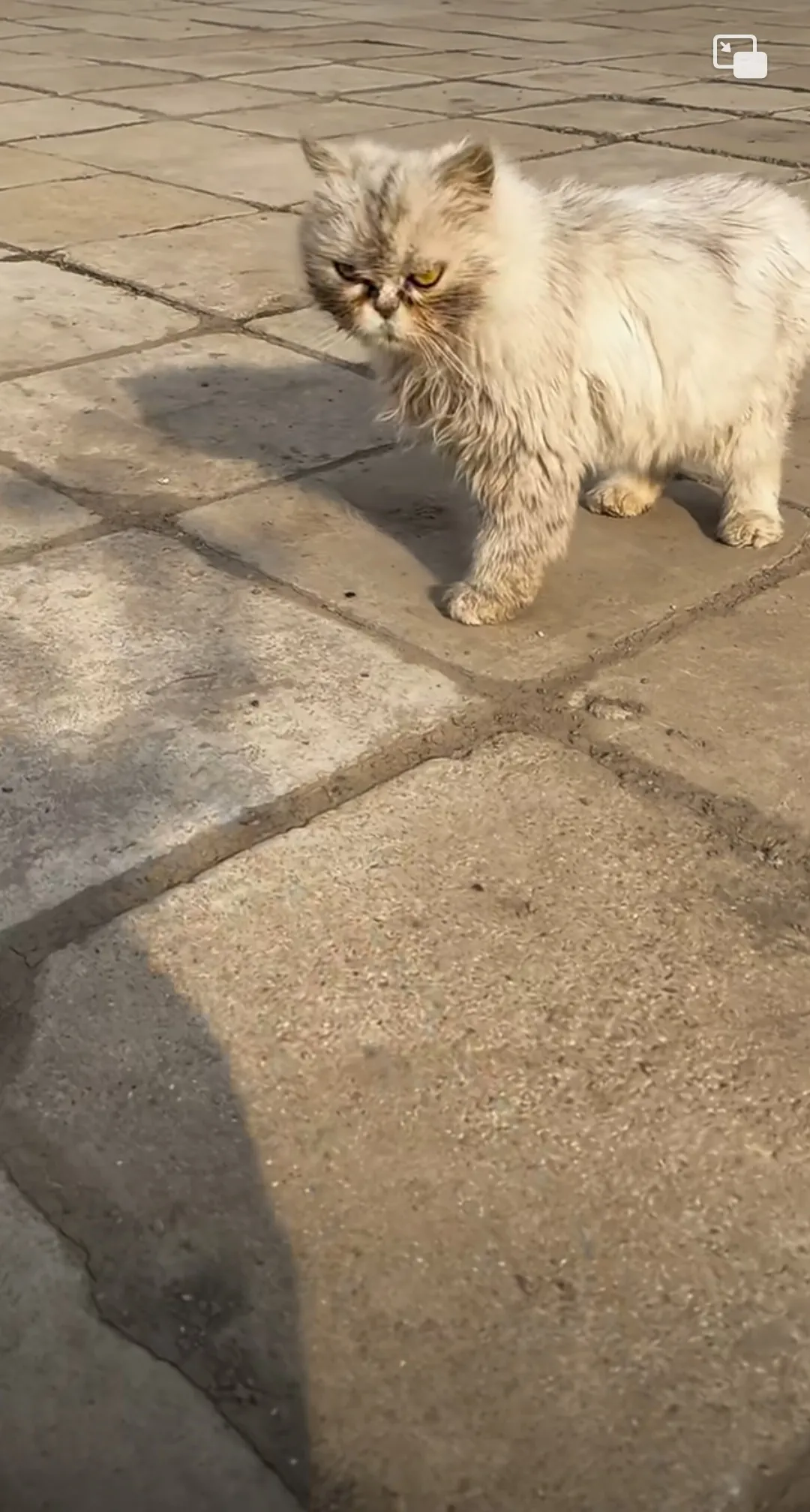 曾经的宠物猫，流浪在街头