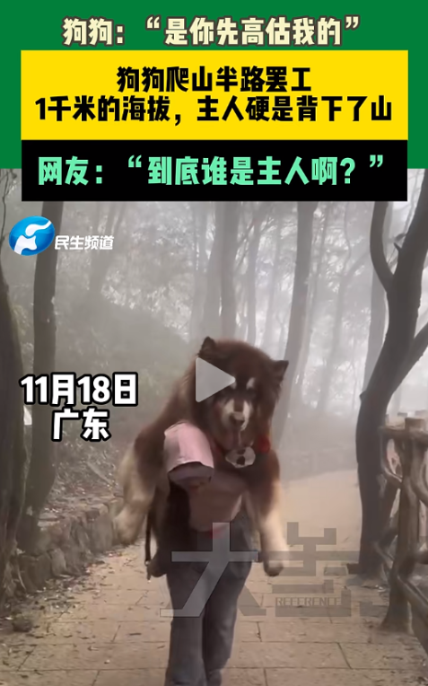 “把这劲用在孝敬父母上就好了！”广东，一女子带宠物狗去爬山，爬到半山腰后狗狗累得