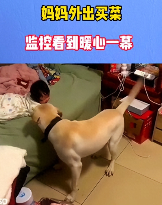 23年9月，妈妈趁宝宝睡觉出门买菜，不料，宝宝睡醒后发现妈妈不在，持续的哭声引来
