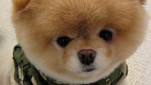 狗狗介绍：博美犬