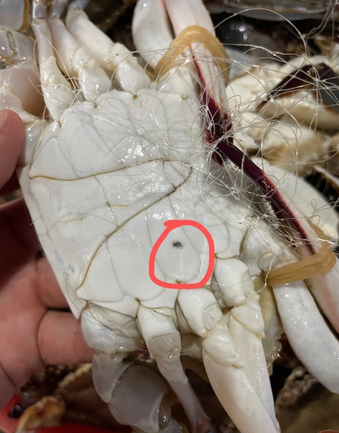 这几年啊网上老流传着一种说法，说蟹贩子为了多卖钱，用注射器给梭子蟹注水，因为蟹摊