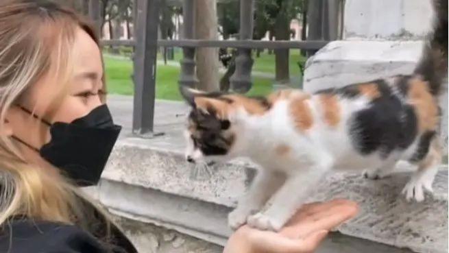 伊斯坦布尔：一座将猫咪当作“市民”的温暖之城