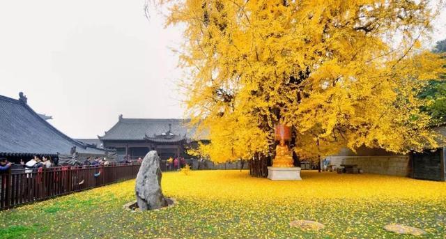 
美了1400年，7万人排队就为看它一眼！深秋最值得看的，是落叶，尤其是古寺名刹