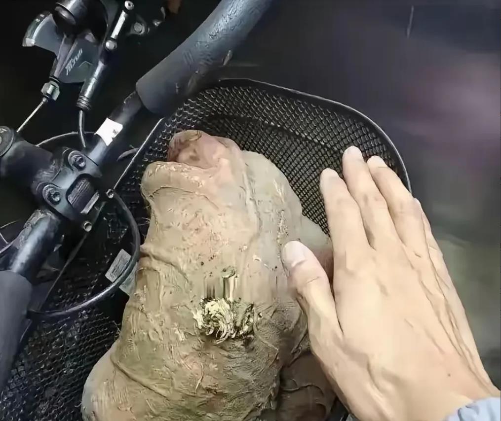 这是隔壁阿姨送的，你能认出它是什么吗？