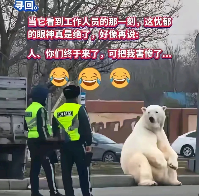 确定这北极熊不是人扮的！
动物园在运输过程中，北极熊掉下来了，安静的坐在路边，不