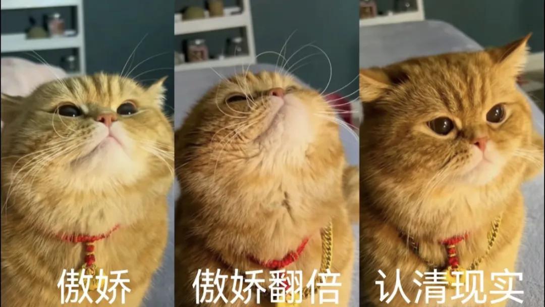 猫咪带上大金链子小金锁后直接变身高傲猫猫侠。