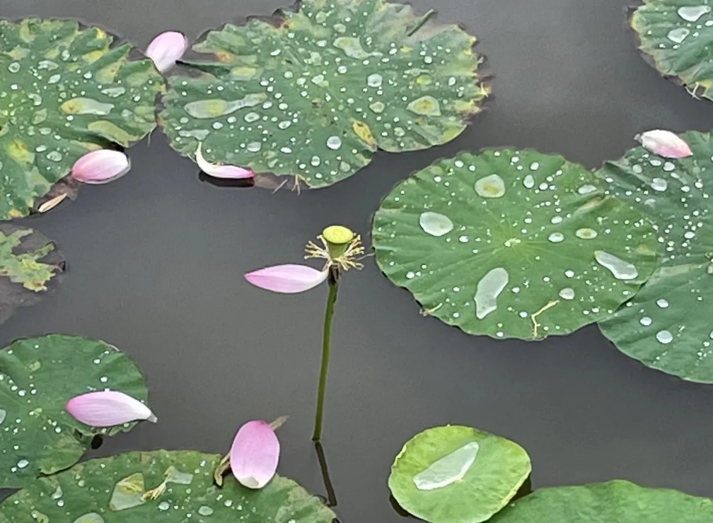 新婚之日，喜气洋洋的氛围中却暗藏风波。新娘小玲在给公公敬茶后，将收到的一万元红包
