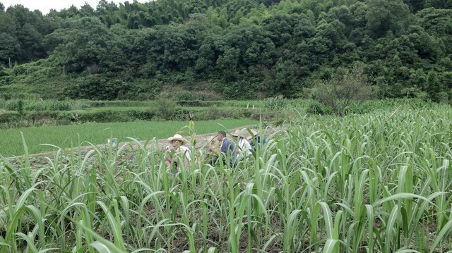 每次回乡下老家，老公都去玉米地帮忙干农活，那天我偷偷跟去蒙了