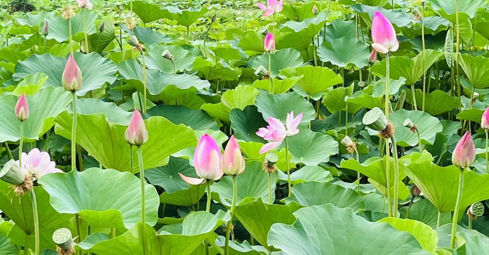 一村一警，听起来确实是挺新鲜的事物，而且在2025年要全面铺开，到时候，每个村子