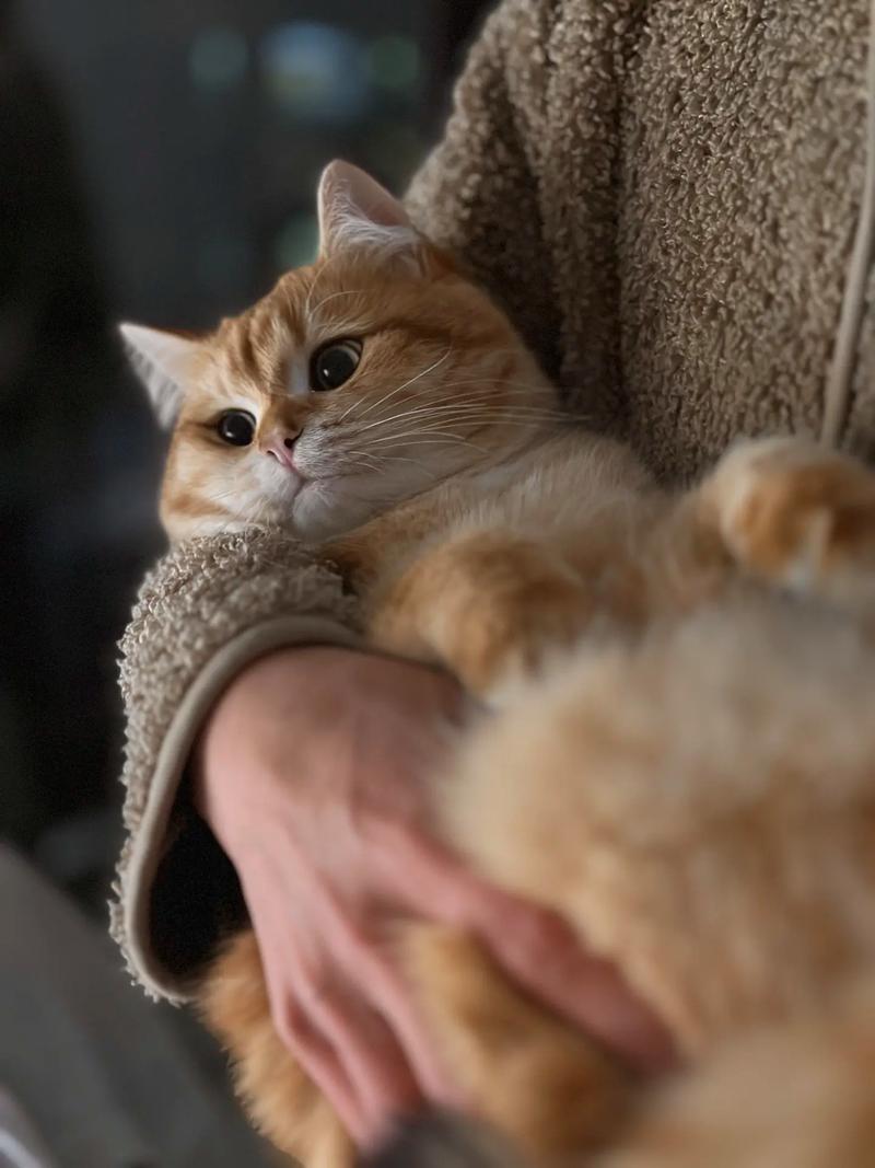 猫咪的八大依恋瞬间，看你是否也被“喵星人”深深爱上