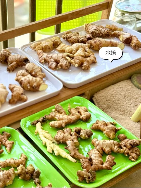 北京一姑娘“把发芽的生姜”摆客厅