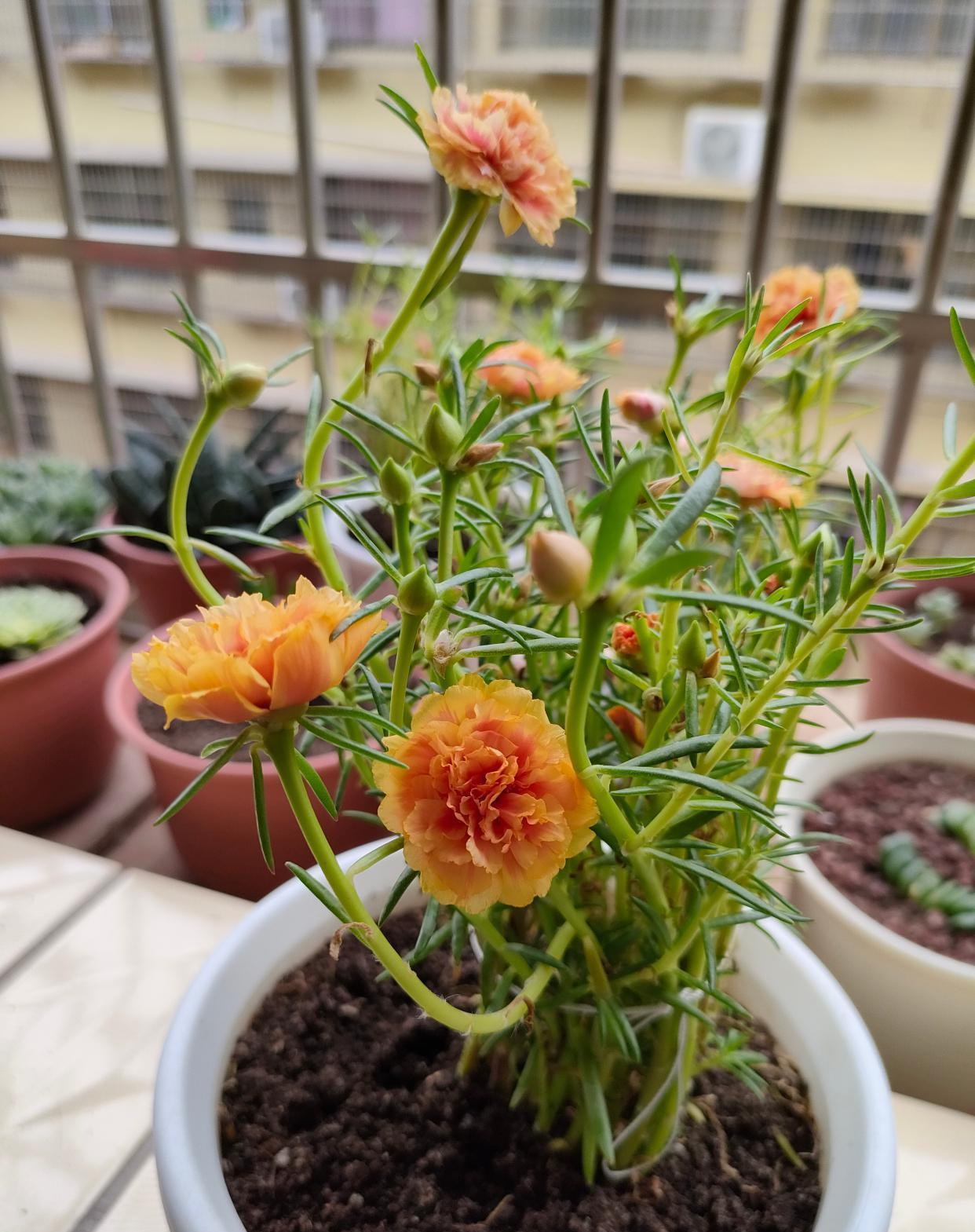 徒长的太阳花，适合当“棒棒糖”养
   4月 份太阳花已经进入盛花期了，您家的太