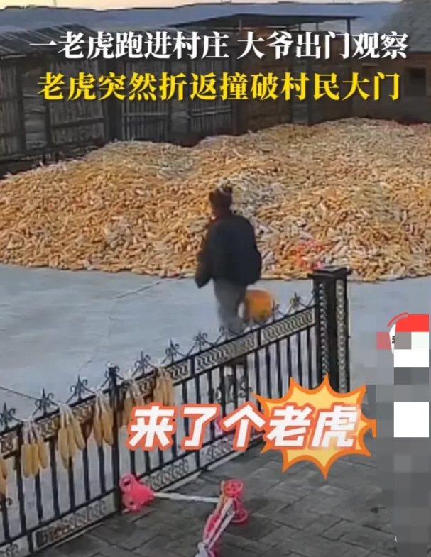 “胆子真大！”黑龙江省，老虎从家门口一闪而过，大爷提醒众人，而后淡定出门查看，谁