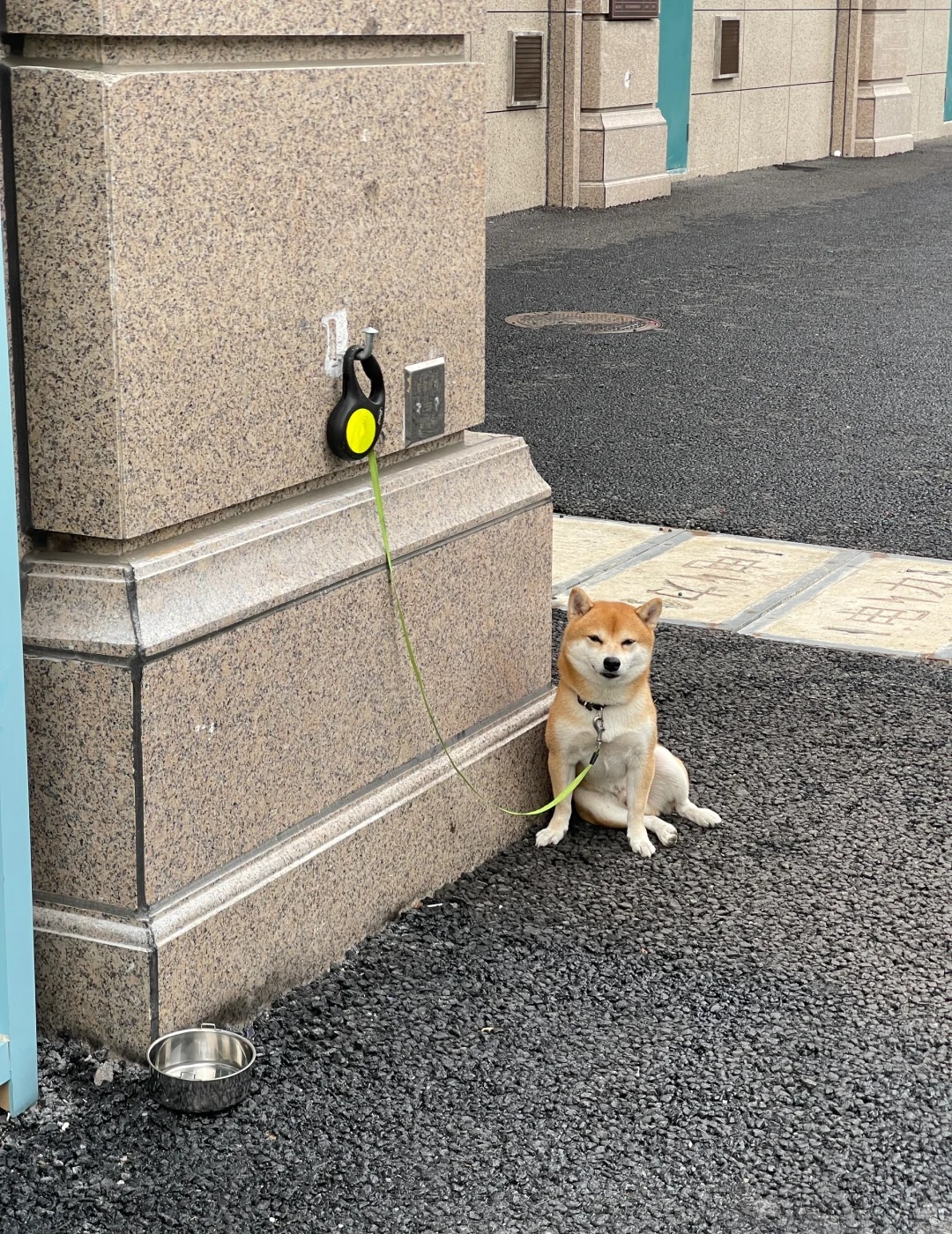 老板，你家狗好像看不起我