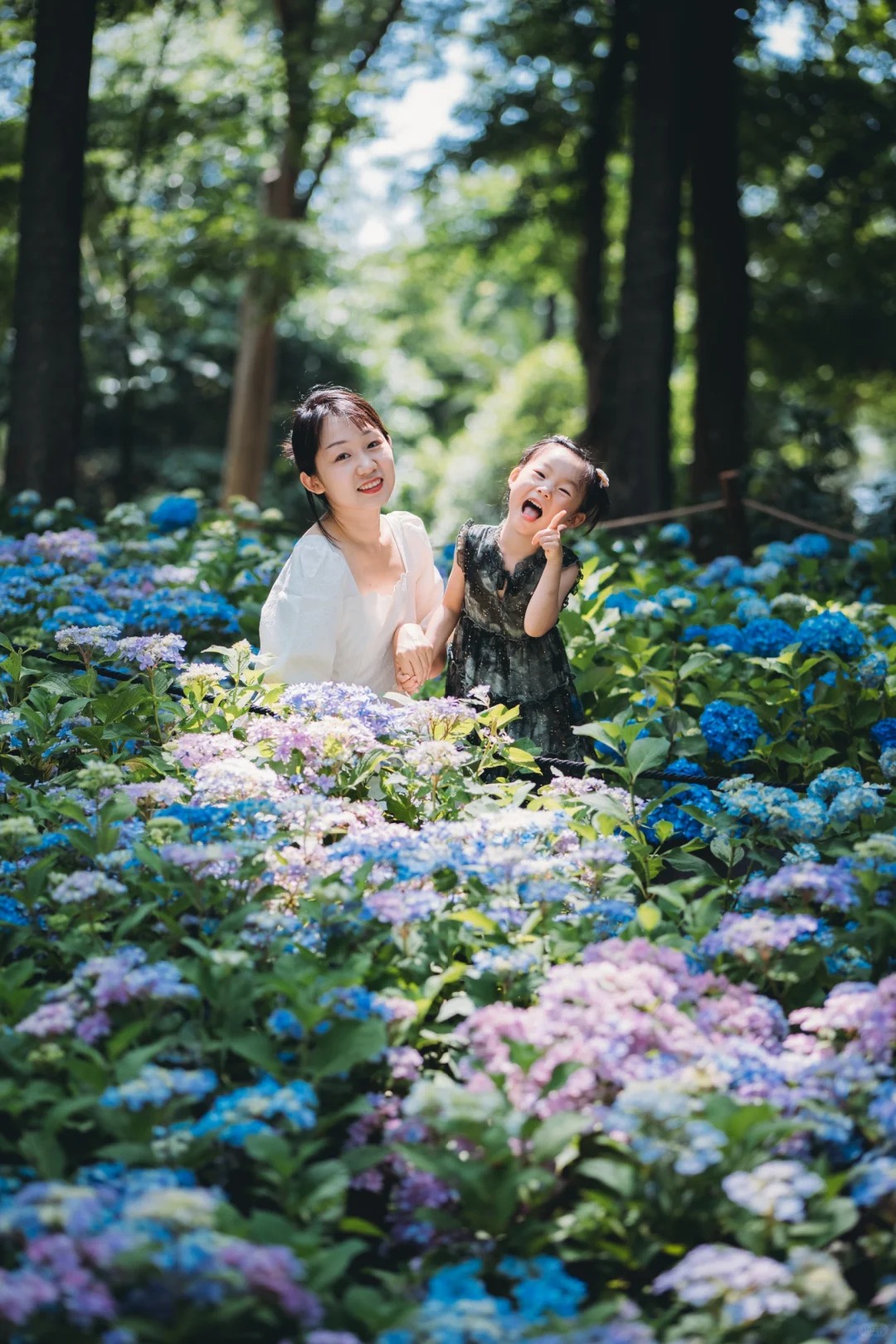 合理利用ai消除魔法，独享整片无尽夏花海
中山植物园北园绣球花节，持续一个月，咱