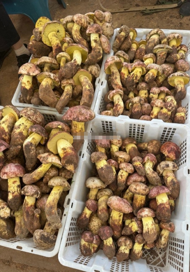云南人坚信中毒和菌子没关系，吃菌子中毒都只会认为是自己的问题，绝对不是菌子的问题