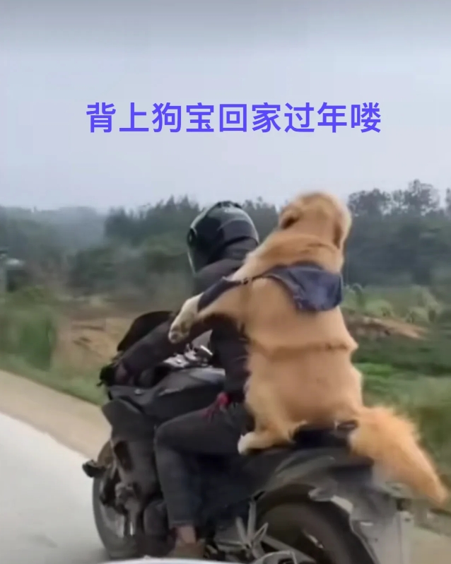 为了回家过年，有狗的主人也是想方设法也要带上狗子回家过年，有让狗狗趴在自己背上背