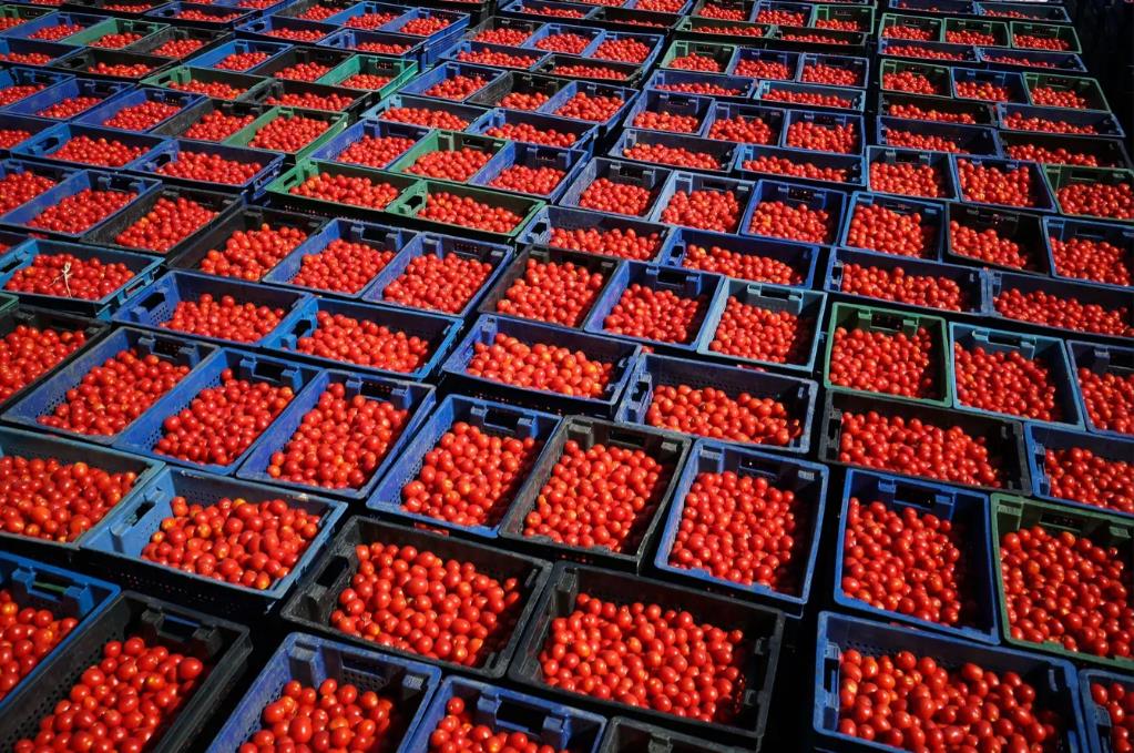 俄罗斯因祸得福，远超西方国家预料。

据俄罗斯卫星通讯社8月5日报道，在长达十年