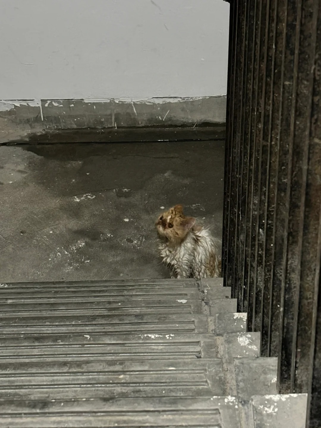 隔壁邻居养猫能不能负责一点啊！！！！！
外面下暴雨，小猫在楼顶不知道是回不去还是