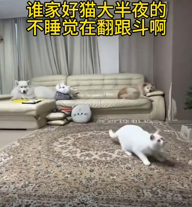 哇，这猫居然会后空翻