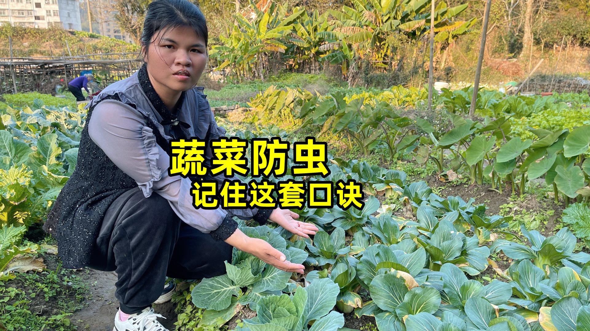 种植蔬菜虫害多别急，记住这套防虫口诀，解决虫害长势好