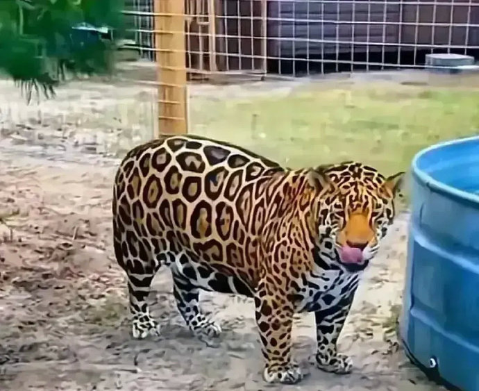 这应该是一家有良心的动物园