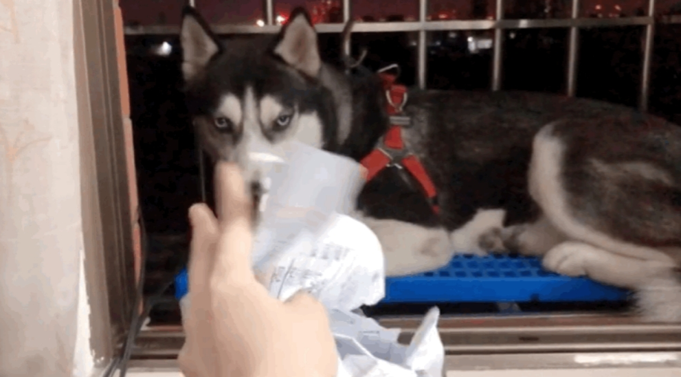 狗狗照镜子一脸懵，原来它不知自己是狗！