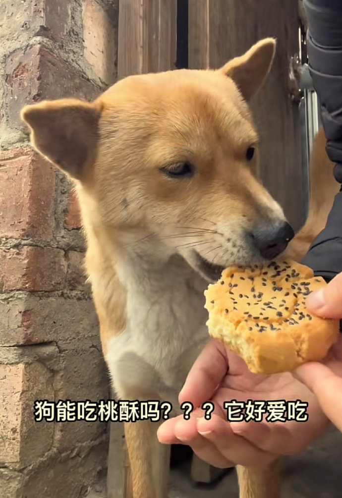 狗都有零食吃而我没有