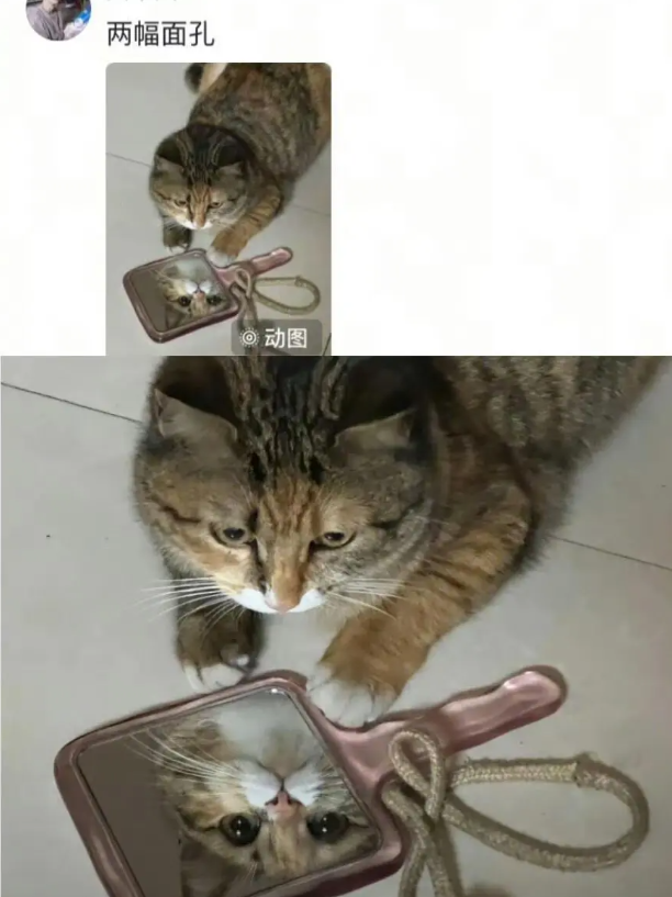 当你觉得小猫很凶时：
要站在小猫的角度去看小猫！！