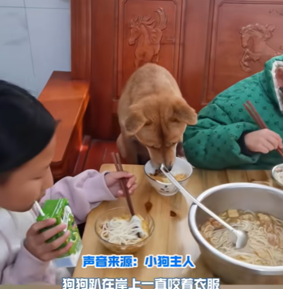 狗界最高殊荣！8岁男童玩水时不小心掉入深水区，说时迟那时快，家里的狗子出现了。