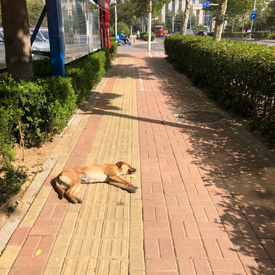 看到了让人揪心的一幕
刚刚在路口过马路 明明是红灯 那个送外卖的带着一个女人就冲