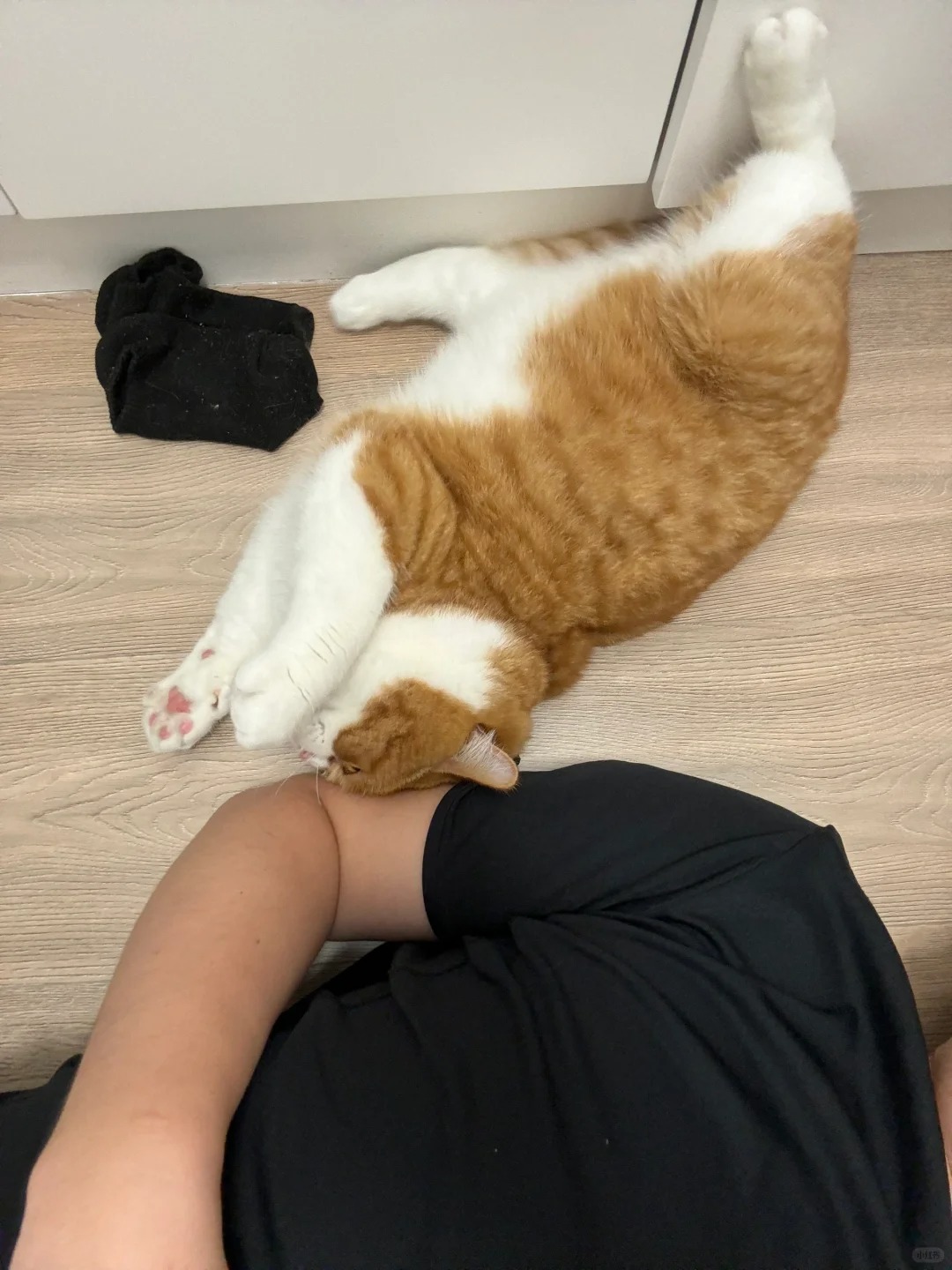 爸爸酱 你有猫喜欢的男人味
儿子 你特么的是公猫啊！！！
