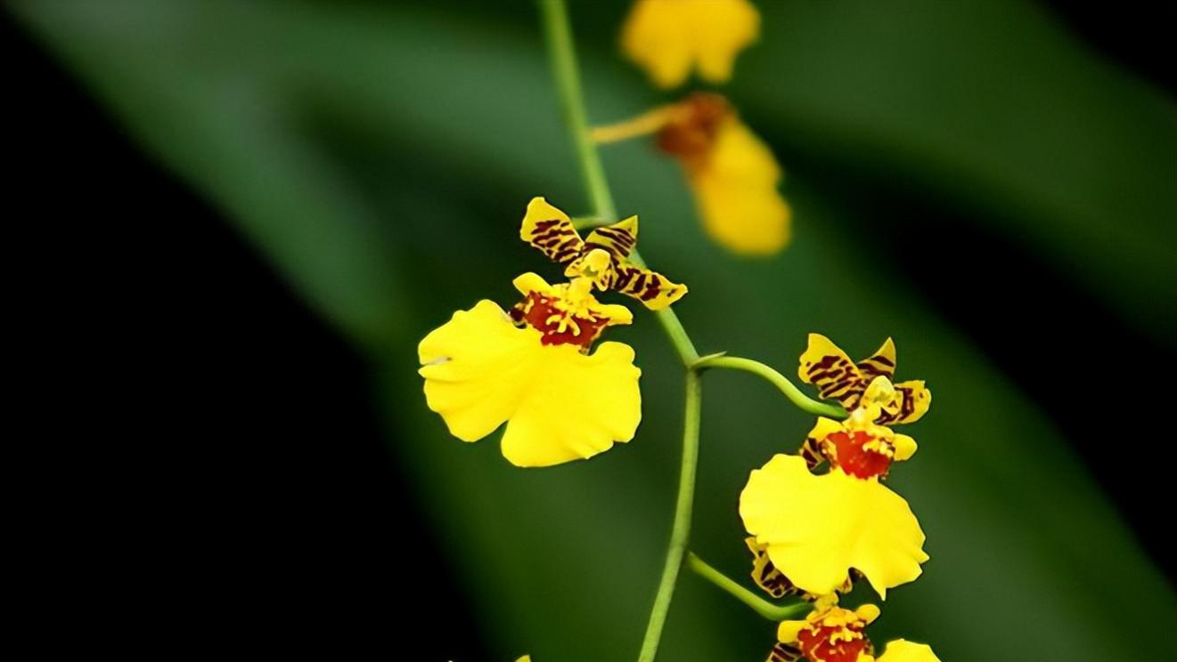 王海燕长篇小说《静静的迎春花》第八十三章