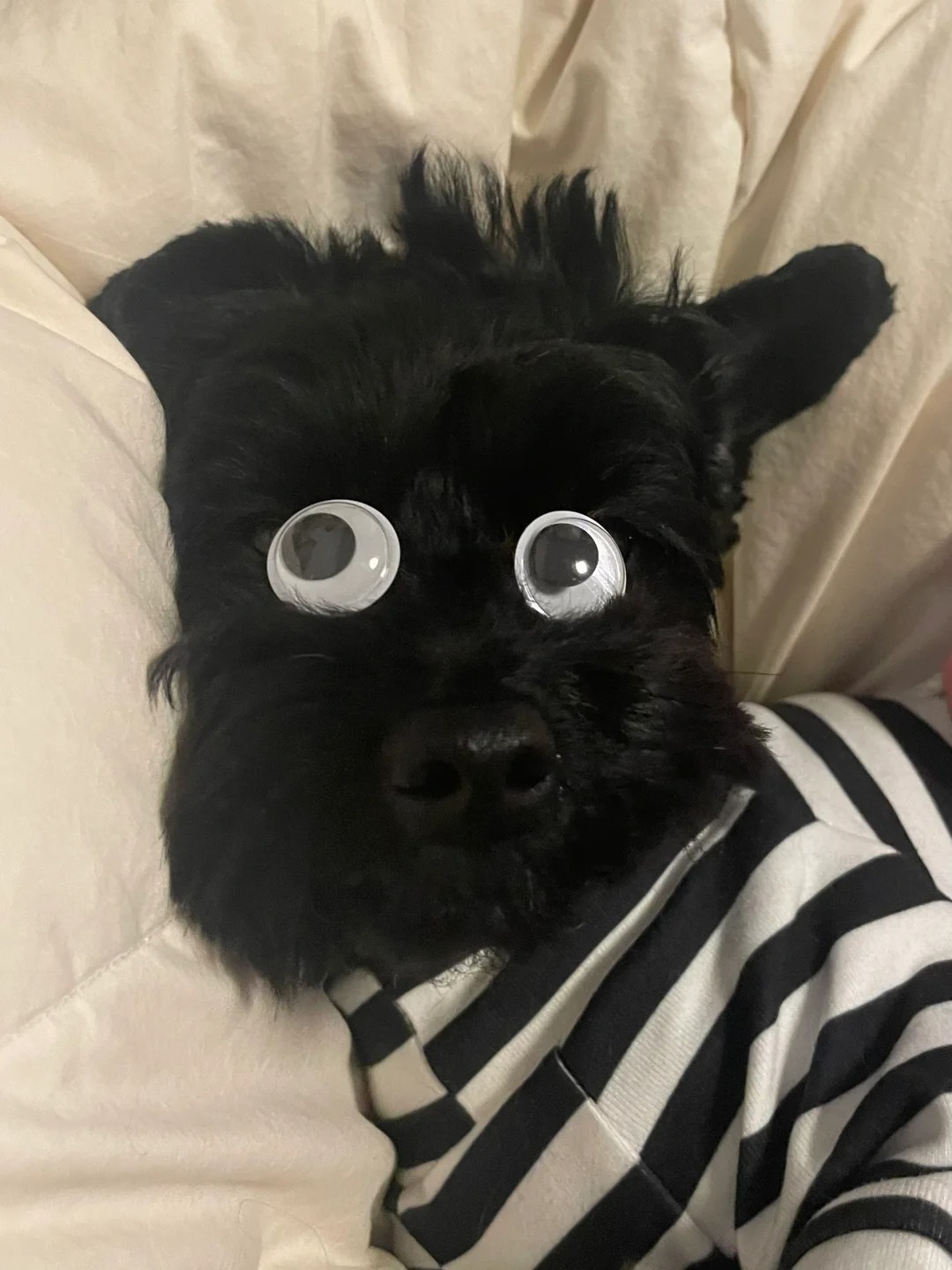 谁说黑狗看不到眼睛👀
这不有了吗