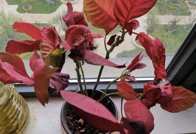 网购的花草活不久？原来有“猫腻”
现在人们都喜欢网购花草，好处挺多的，比如种类繁