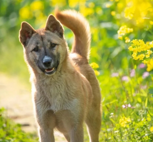 狗肉又名黄耳、犬肉、地羊肉。

俗话说：“寒冬至，狗肉肥”。“狗肉滚三滚，神仙站