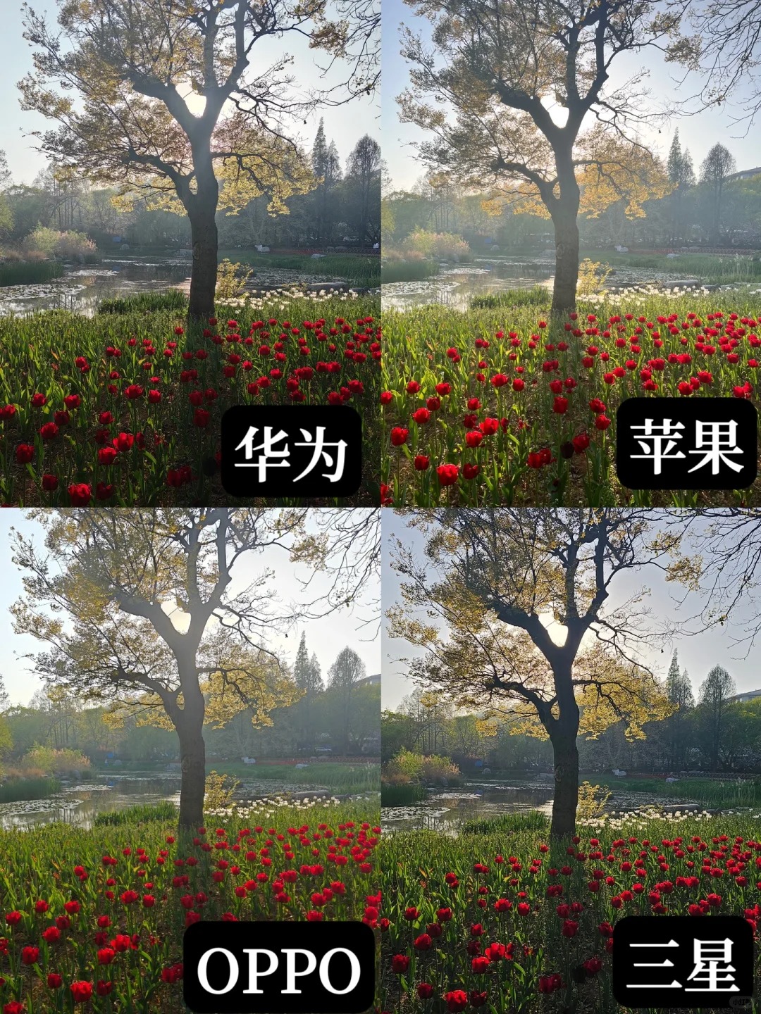 四家旗舰机色差还挺大的……有谁赢麻了？
📱华为P60 Pro
📱iPhone