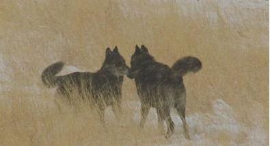 黄石公园的“狼后”传奇