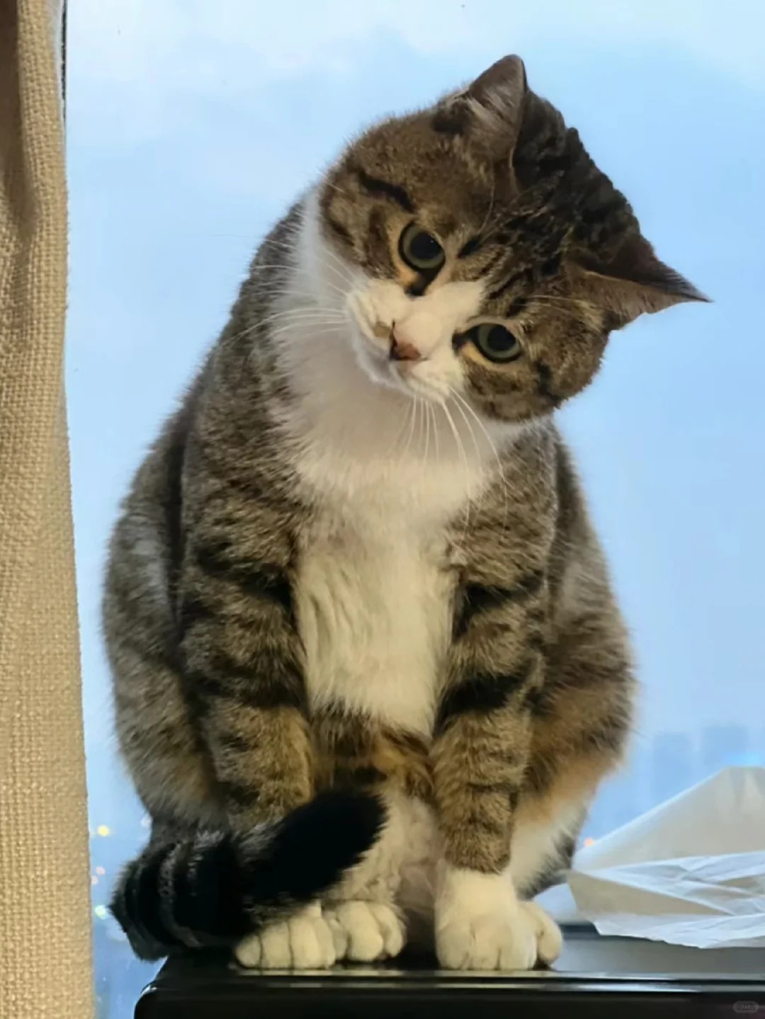 狸花猫不好看？都给我上神图！！！
狸花猫怎么不好看啦？
它这么可爱这么黏人，还会