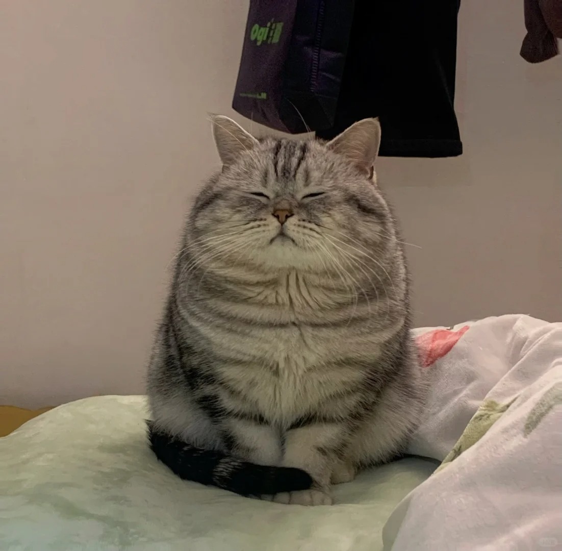 年前送奶奶一只咪 年后奶奶还我一头居🐷
🐱：在太奶家简直不要太幸福了就是有讨