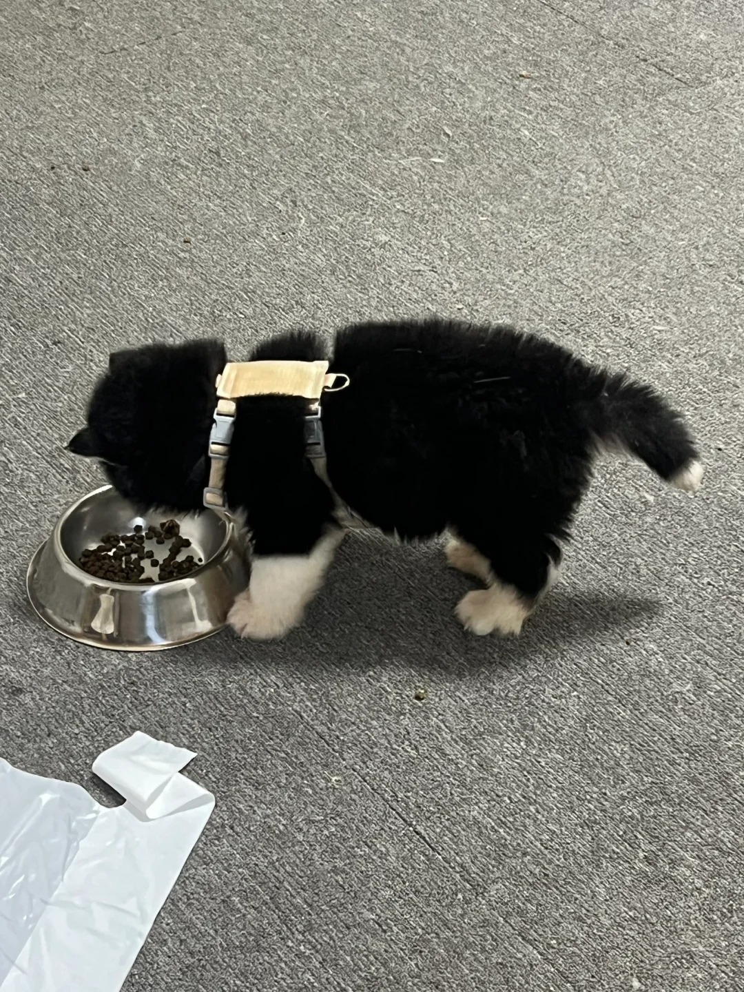 胖版奶牛猫
谁懂啊 背影真的好像一只奶牛猫