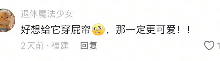 当柯基看到主人的样子