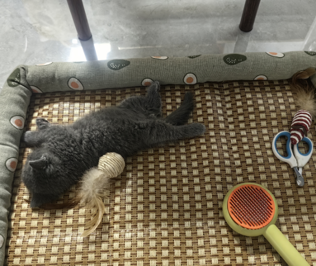 你们的小猫怎么睡觉的啊？