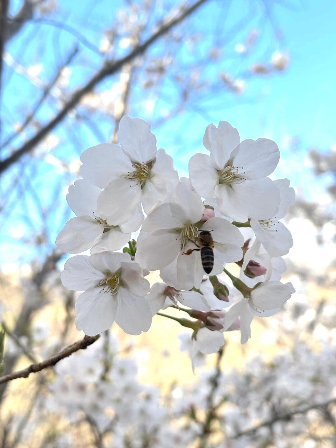 中山公园赏樱花🌸