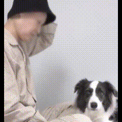 不离不弃绝对是狗狗能做到的