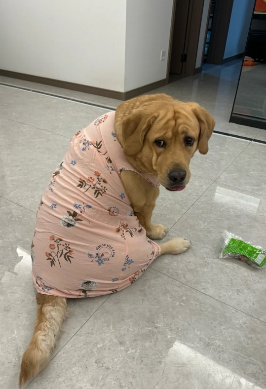 狗狗的衣服合身吗？