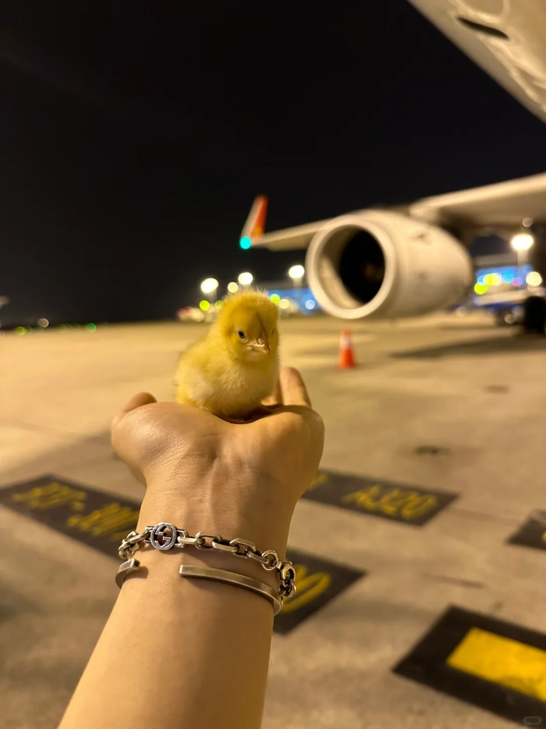 这回轮到我在机坪捡小鸡啦