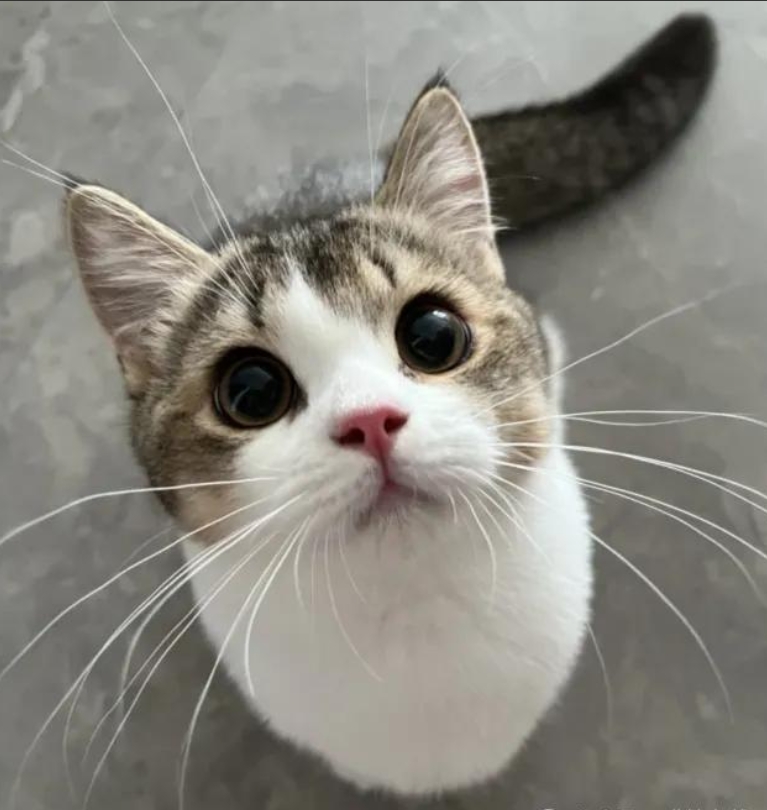 猫咪的胡须：别小看，有大用，剪不得