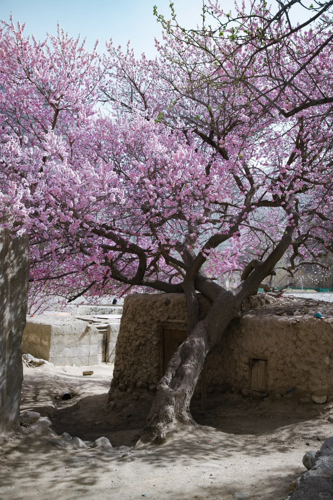 土房子上的杏树